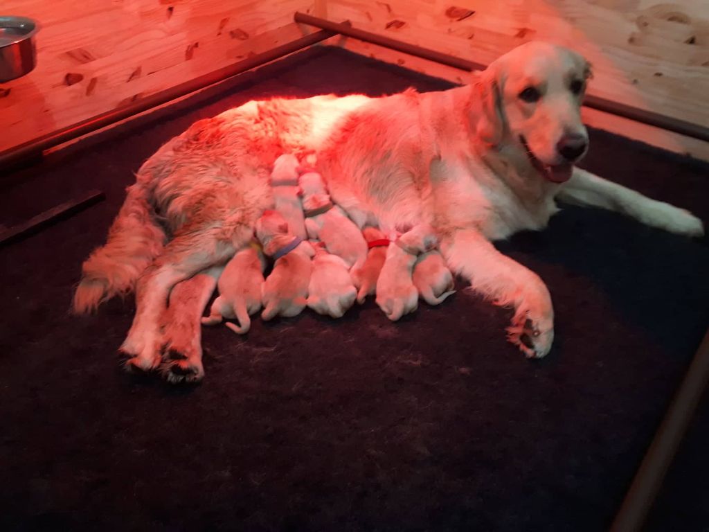 Des Perles De Palma - Golden Retriever - Portée née le 23/12/2021